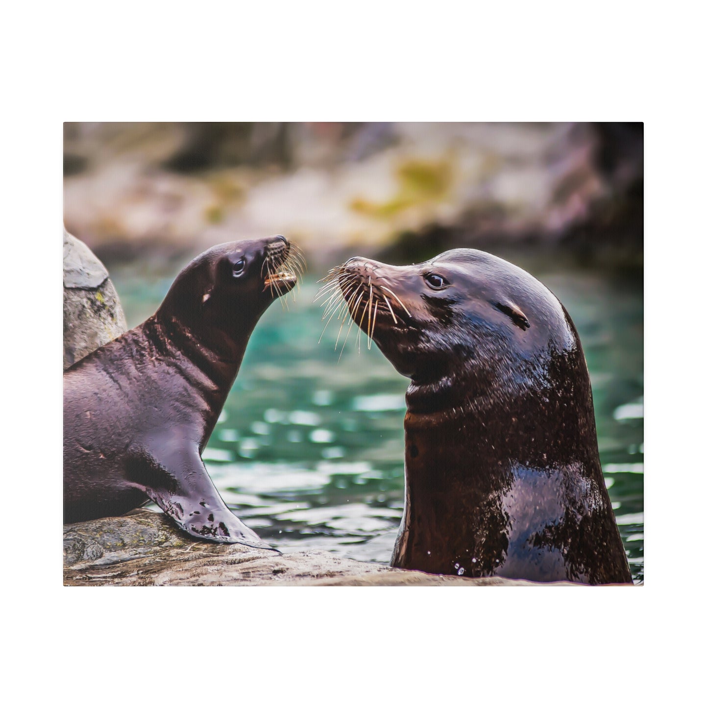 Sea lions connecting by the water, with their whiskers and sleek fur prominently visible. The playful interaction highlights their friendly behavior.