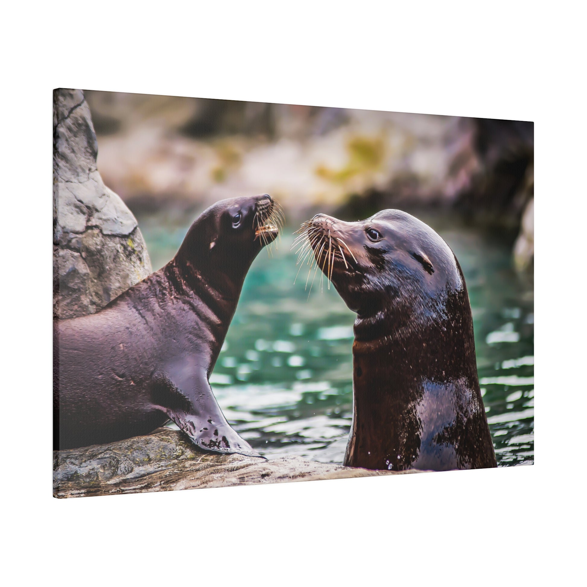 Sea lions frolicking near the water's edge. The playful interaction highlights their whiskers and smooth fur, capturing their curious and social behaviour.