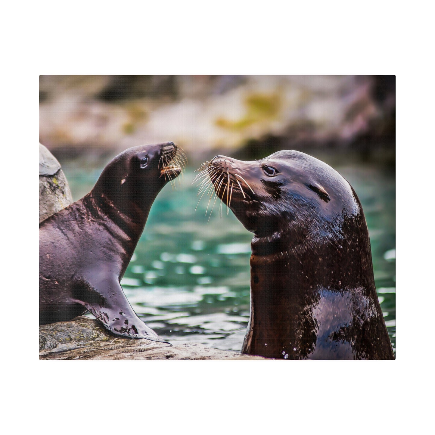 Sea lions in harmony by the water, with their whiskers and glossy fur prominently visible. The scene captures their playful and social interaction.