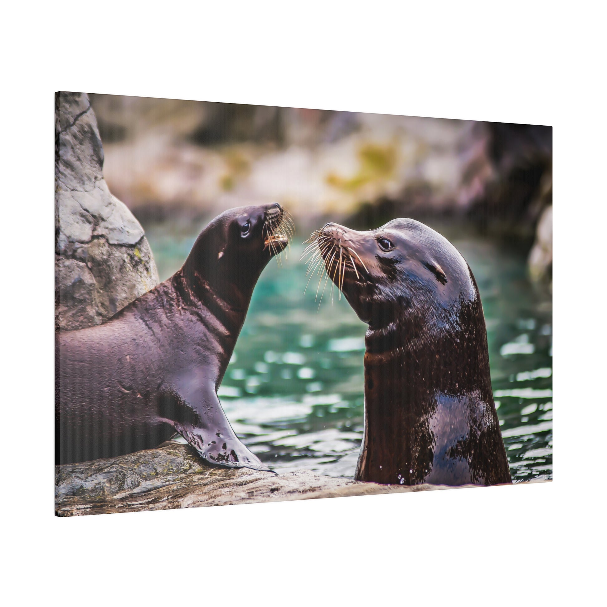 A relationship between two sea lions interacting by the water. The scene captures their whiskers and glossy fur, showcasing their playful and social behaviour.