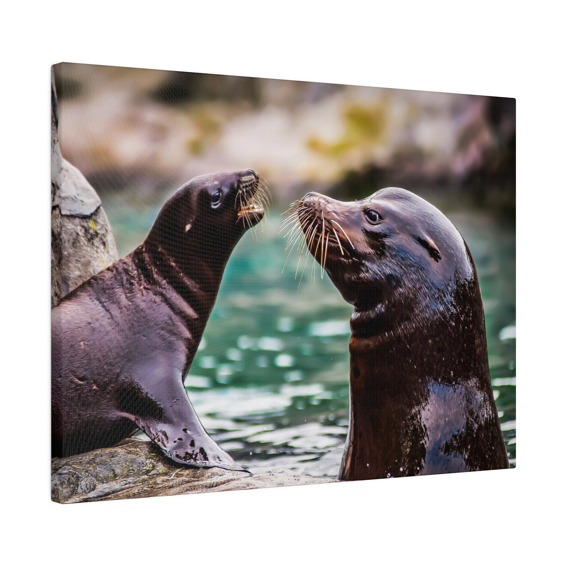 Sea lions socializing near the water, showcasing their whiskers and glossy fur. The playful interaction highlights their friendly and curious nature.