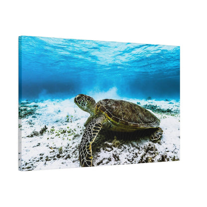 Underwater photo of a green sea turtle lying on a white sandy seabed with blue ocean water around.