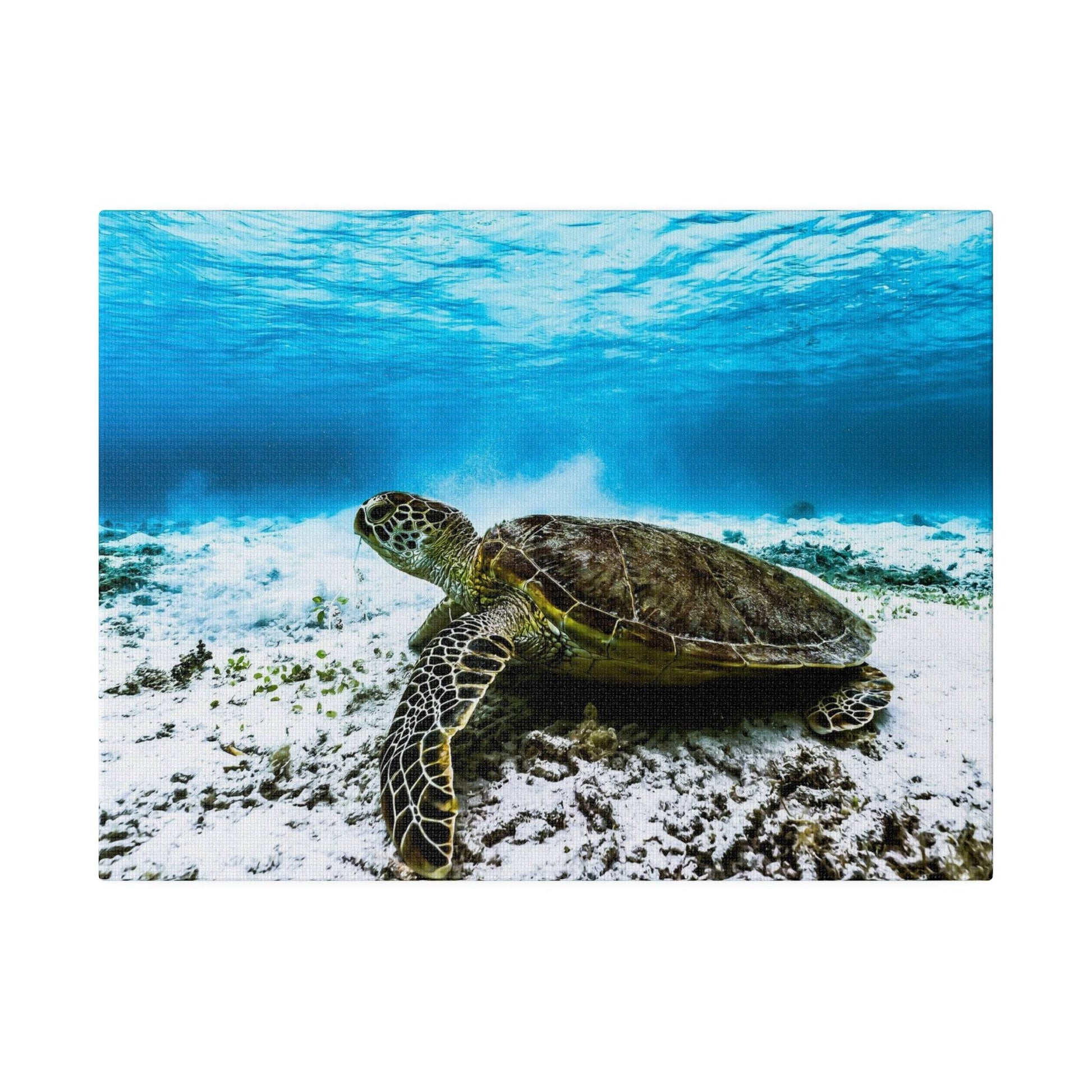 Green sea turtle on a sandy ocean floor with clear blue water and sunlight filtering from above.