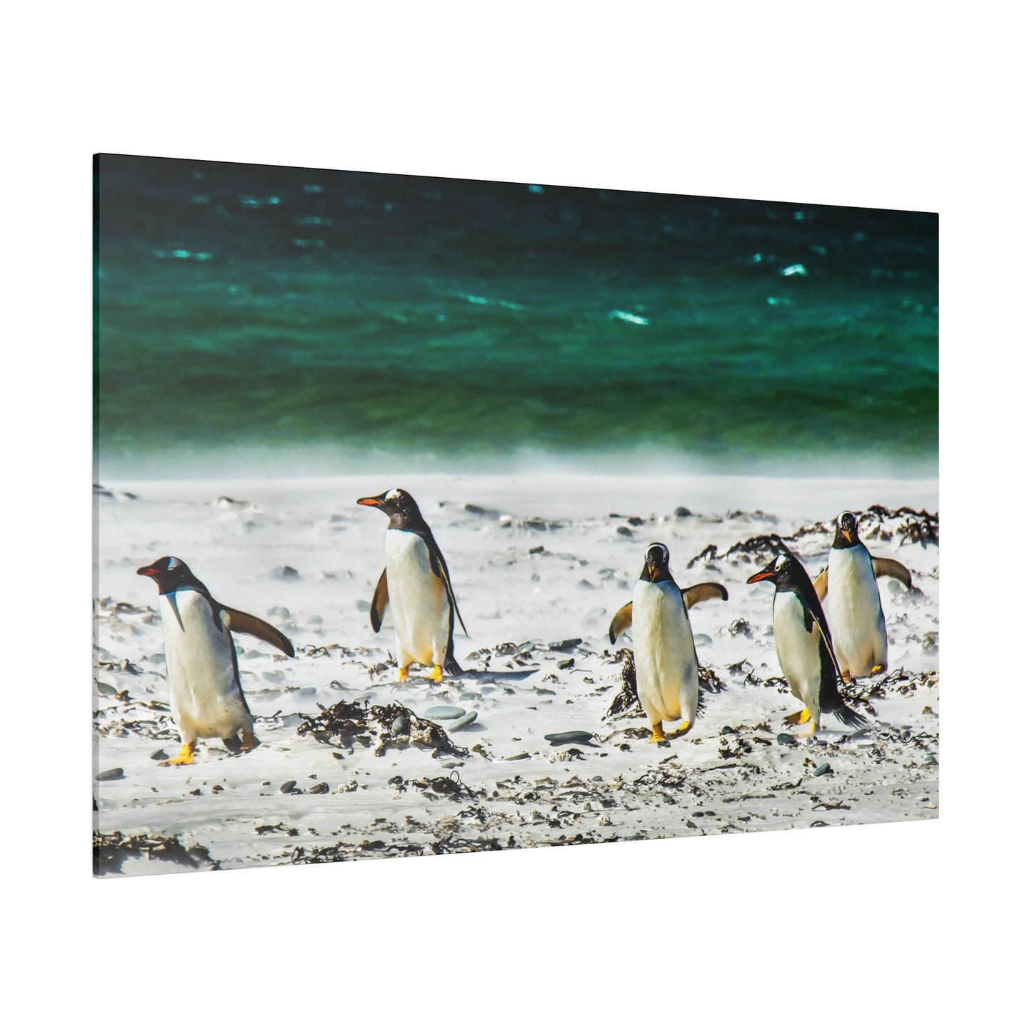 Penguins walking by the seaside, with the green-blue ocean waves in the background. The beach scene is peaceful and natural, featuring sand and seaweed.