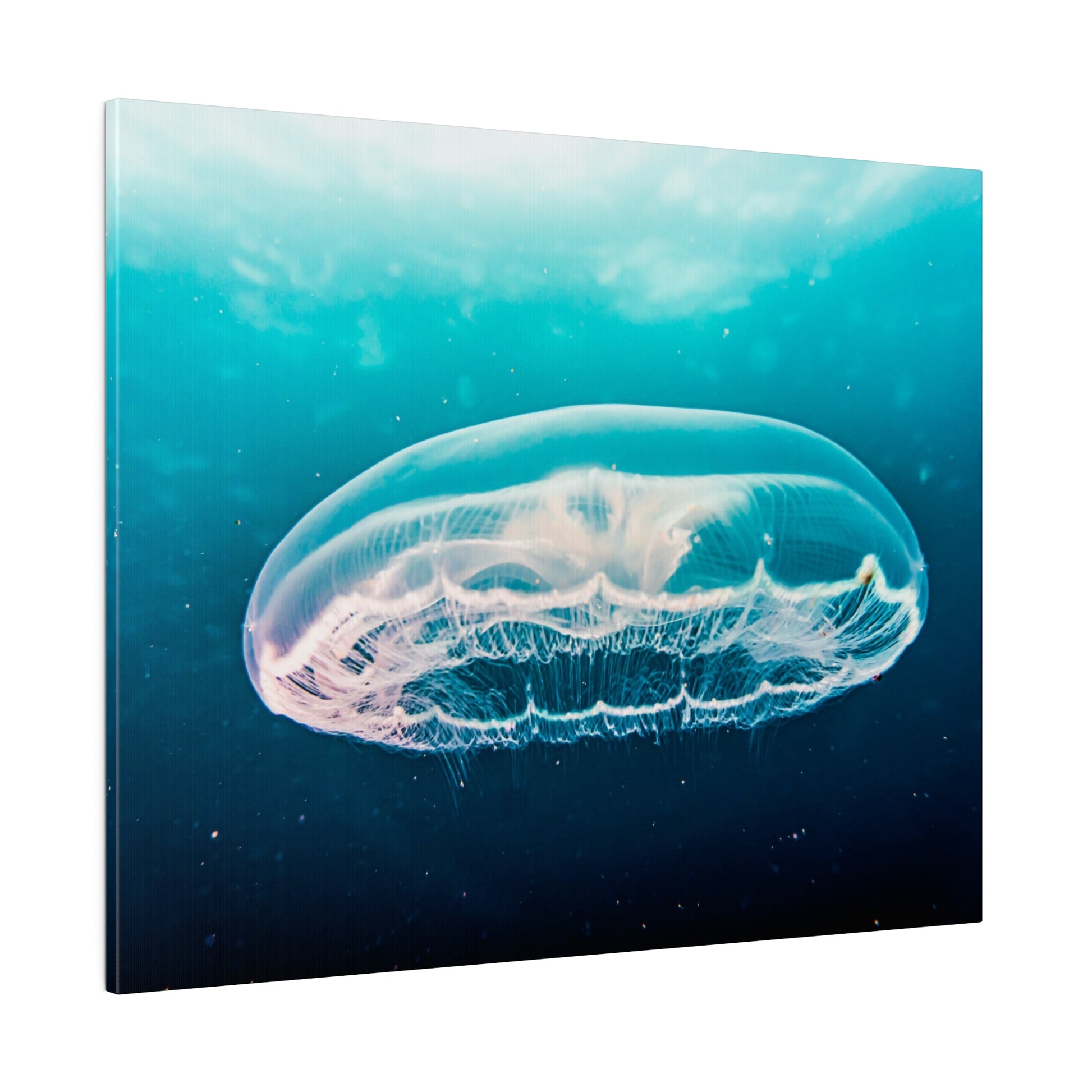 Transparent jellyfish with a rounded bell and delicate tentacles drifts through turquoise-blue ocean water.