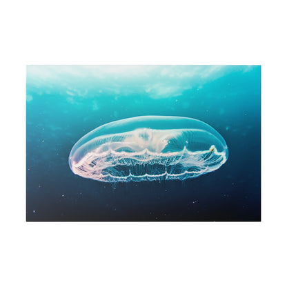 Transparent jellyfish with delicate trailing tentacles floats in blue ocean water.