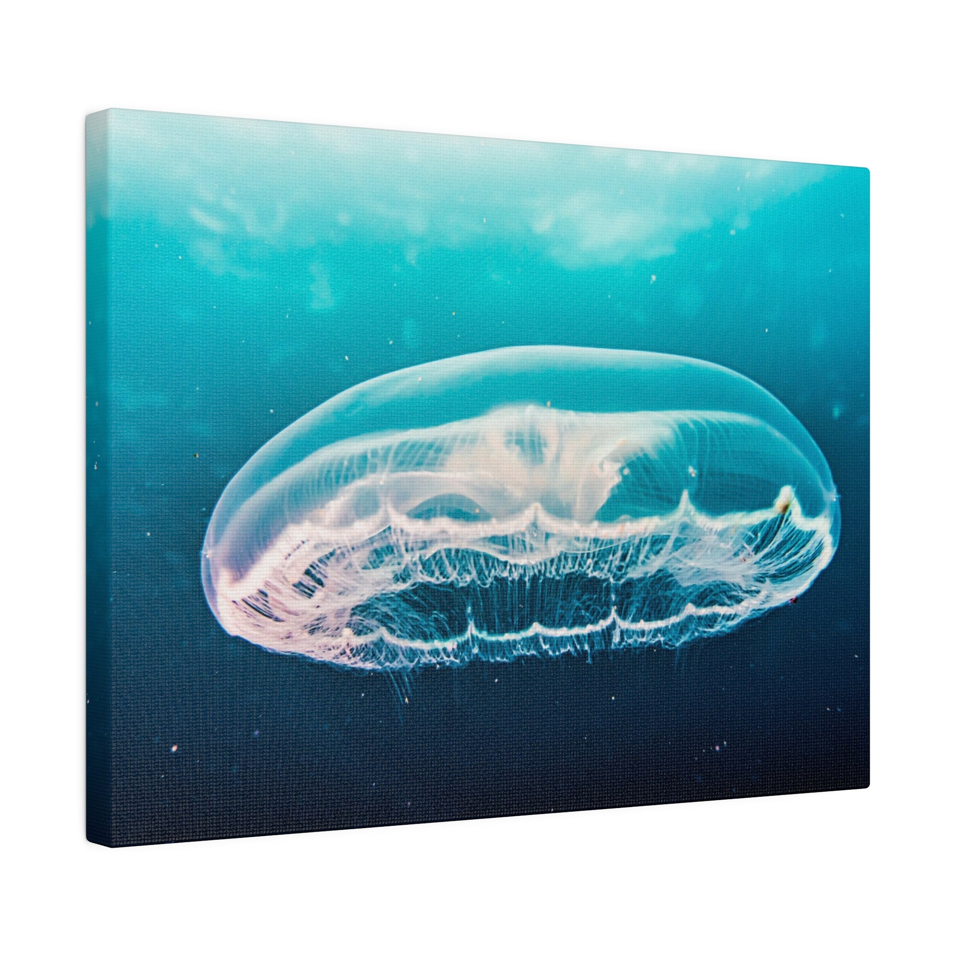 Transparent, bell-shaped jellyfish with a translucent body floats in turquoise ocean water.