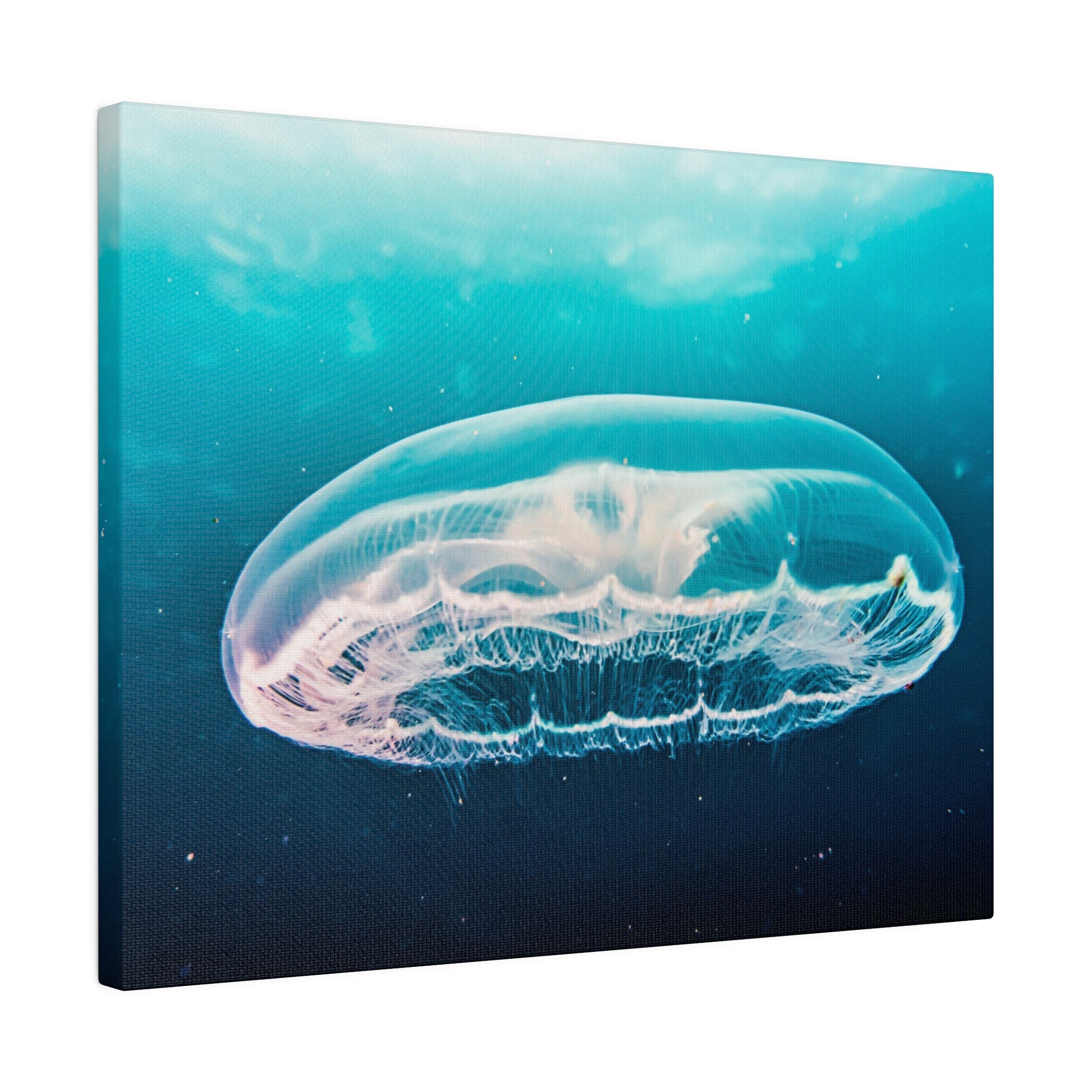 Transparent jellyfish with pinkish-white edges gliding in turquoise ocean water.