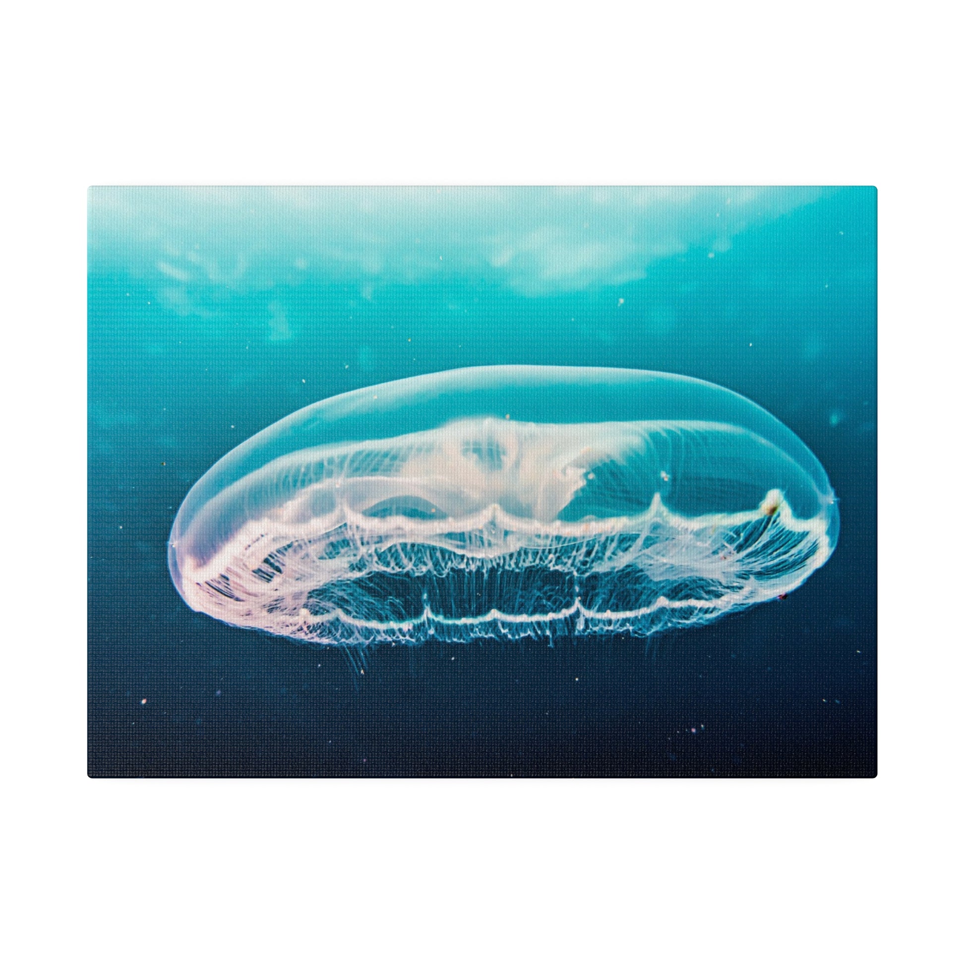 Transparent jellyfish with a rounded bell floats in turquoise-blue ocean water.