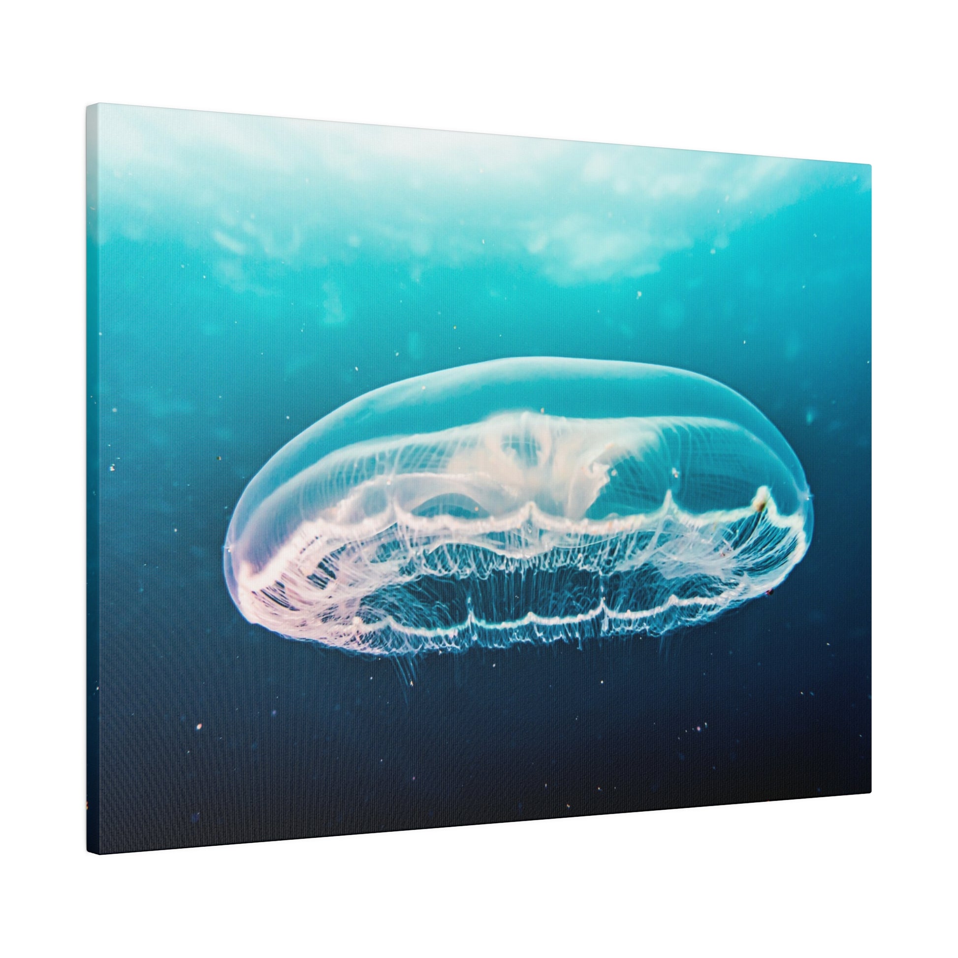 Transparent jellyfish with long tentacles glides through turquoise ocean water.