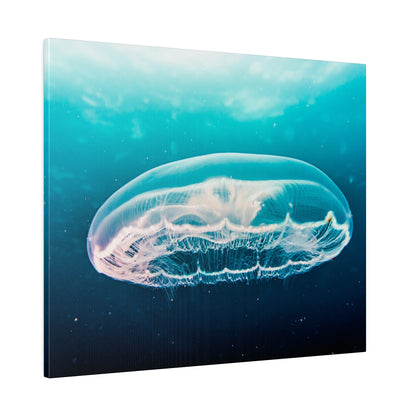 A translucent jellyfish with pinkish tentacles swims through turquoise blue ocean water.