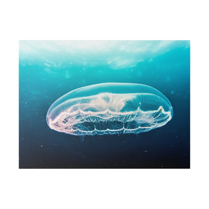 Transparent medusa jellyfish with long trailing tentacles drifting in turquoise ocean water.