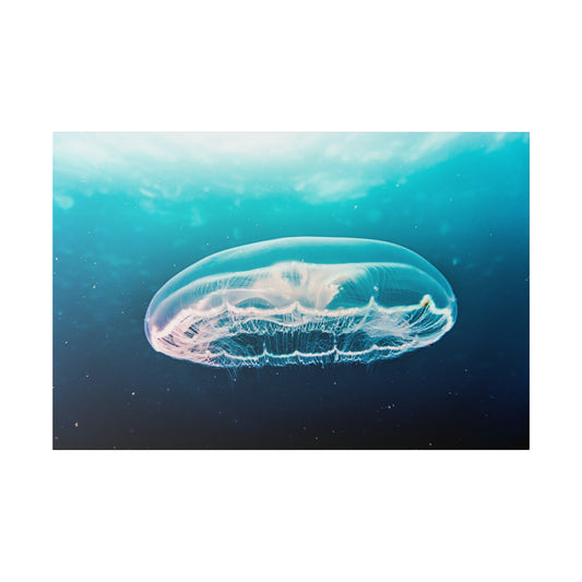 Transparent jellyfish with delicate tentacles floating underwater in a blue-green ocean.