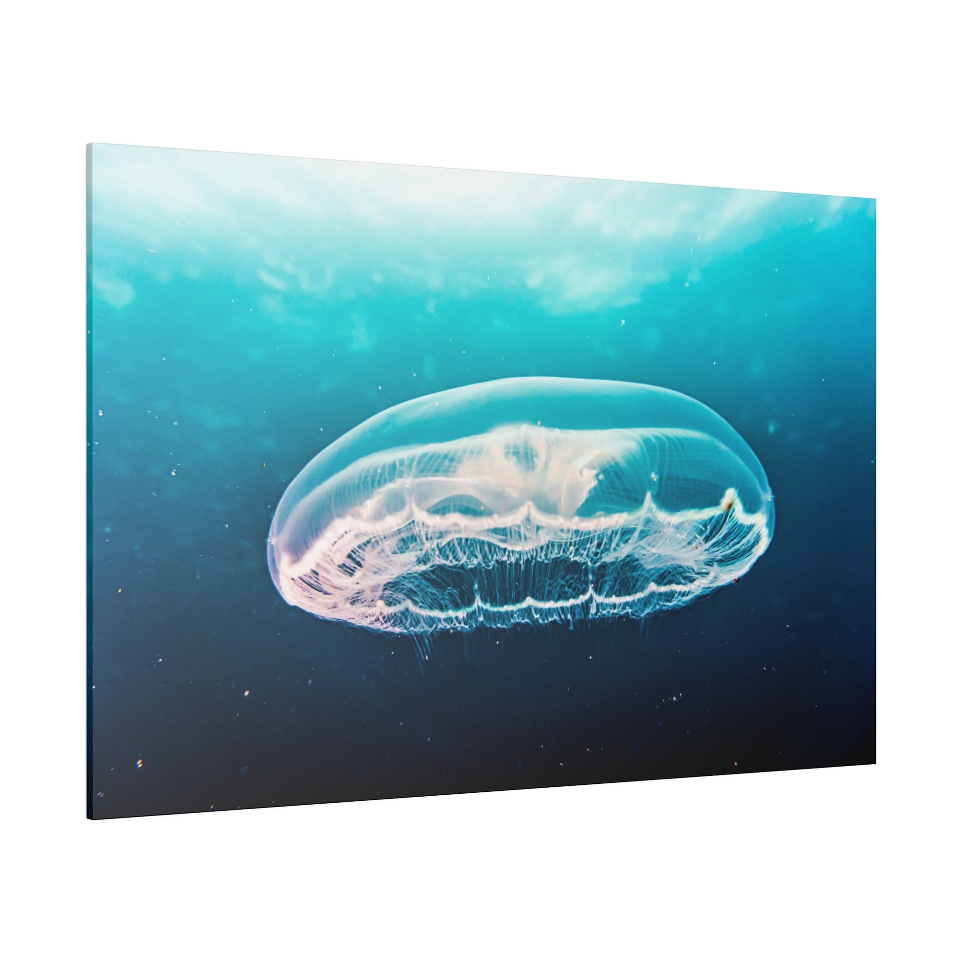 Transparent jellyfish drifting in blue ocean water, its delicate bell and trailing tentacles visible.