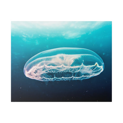 Translucent jellyfish with a rounded bell and long, threadlike tentacles floats in blue ocean water.