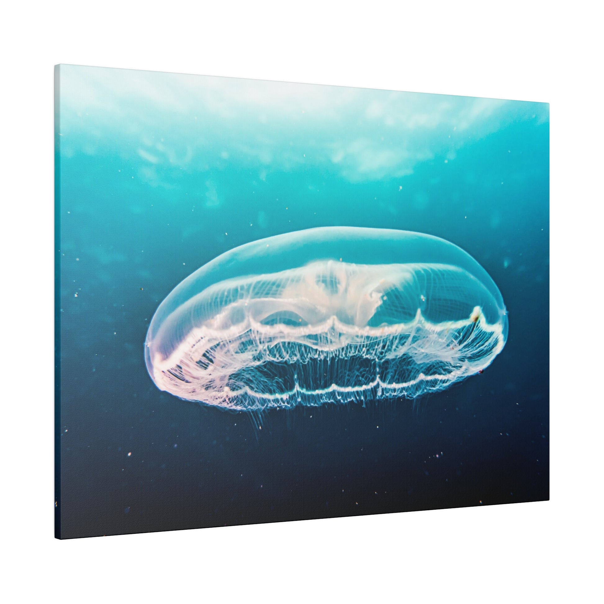 Transparent jellyfish with a pinkish-white bell and trailing tentacles floats in blue ocean water.