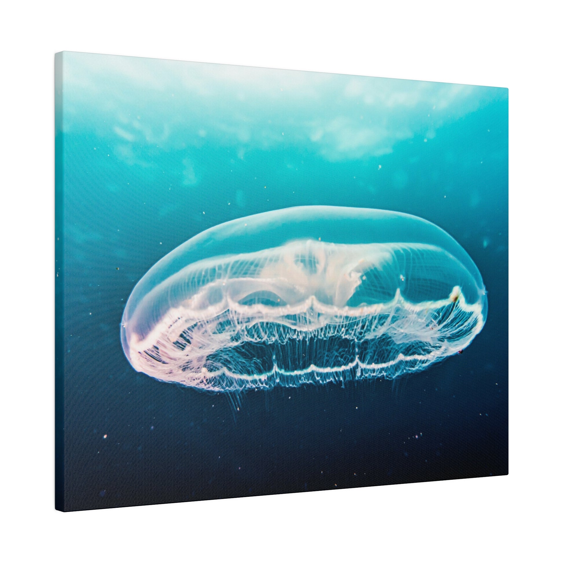 Transparent jellyfish with a clear bell and delicate tentacles drifts through blue-green ocean water.