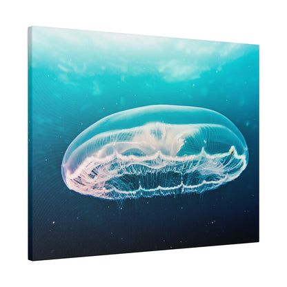 Transparent jellyfish with a clear bell and delicate tentacles drifts through blue-green ocean water.