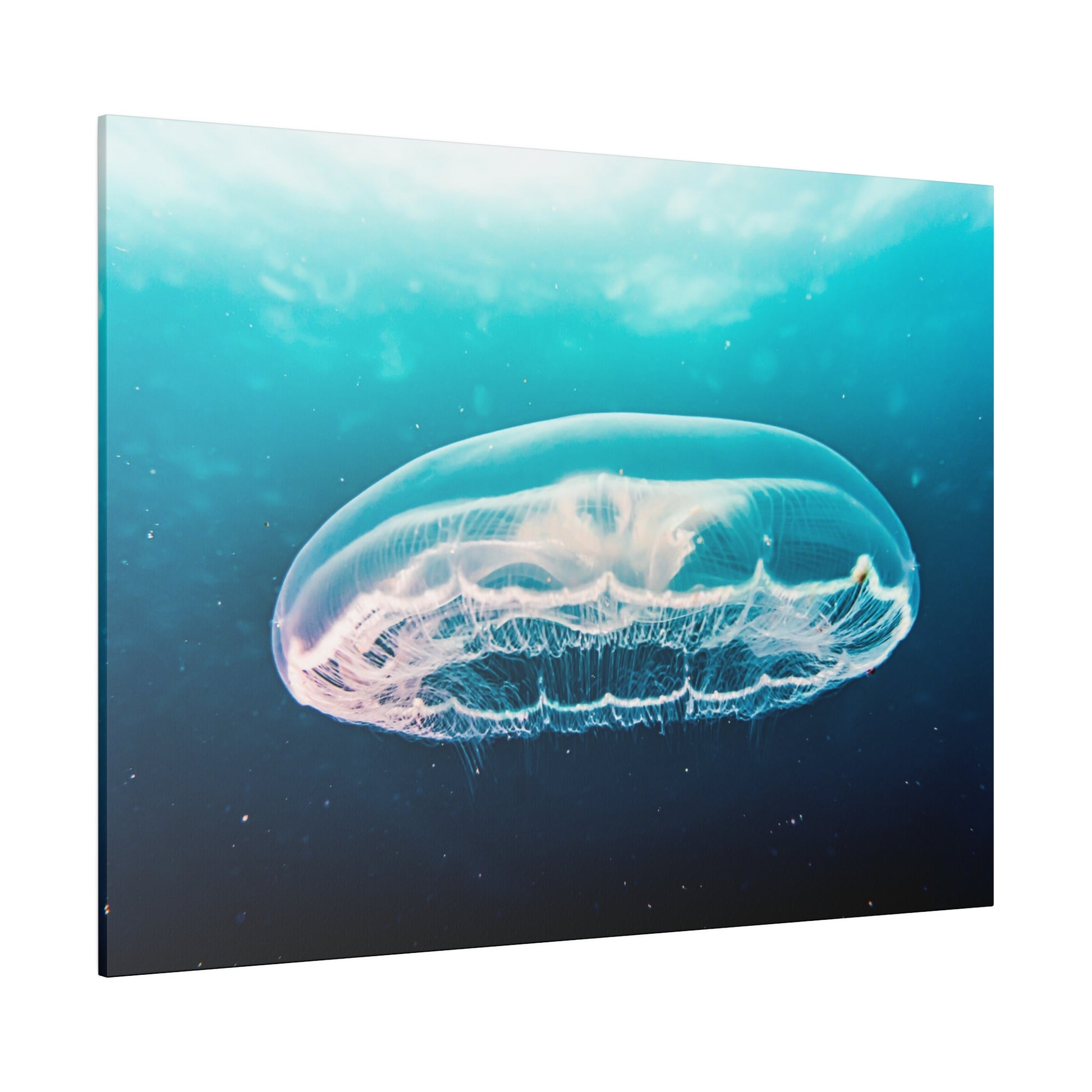 Translucent jellyfish with long tentacles gliding underwater against a blue-green ocean background.