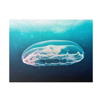 Transparent jellyfish with a rounded bell floats in clear blue ocean water.