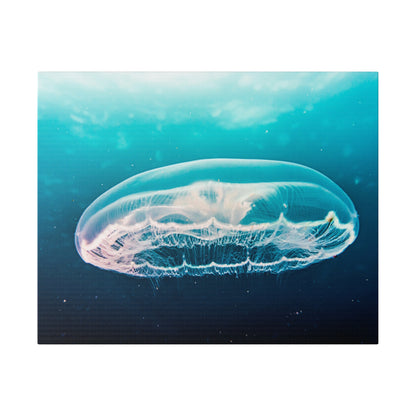 Transparent, dome-shaped jellyfish with delicate trailing tentacles glides through blue ocean water.