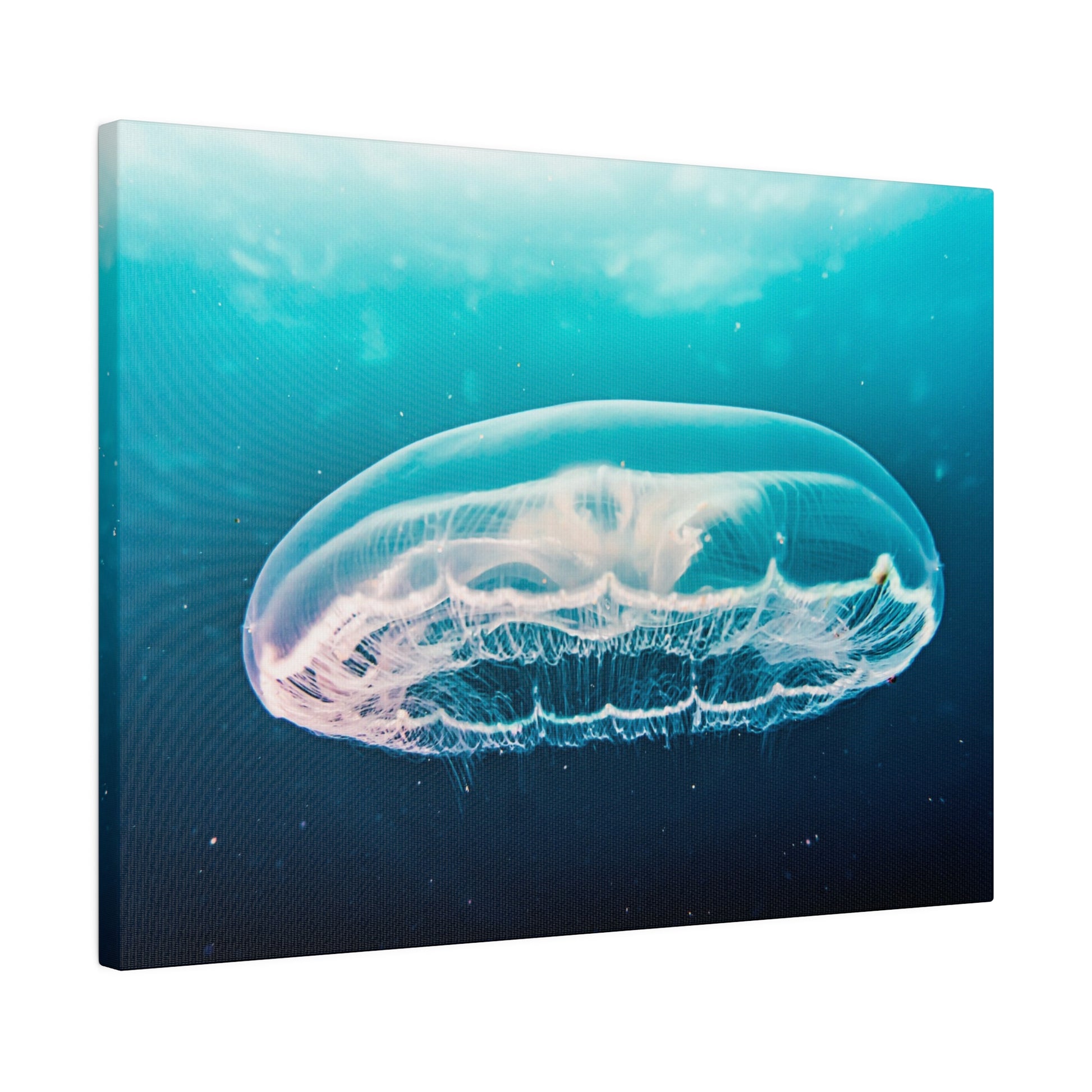 A translucent jellyfish with flowing tentacles floats in blue ocean water.