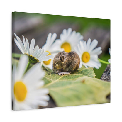 A small brown mouse sits on a green leaf among white daisies with yellow centers.