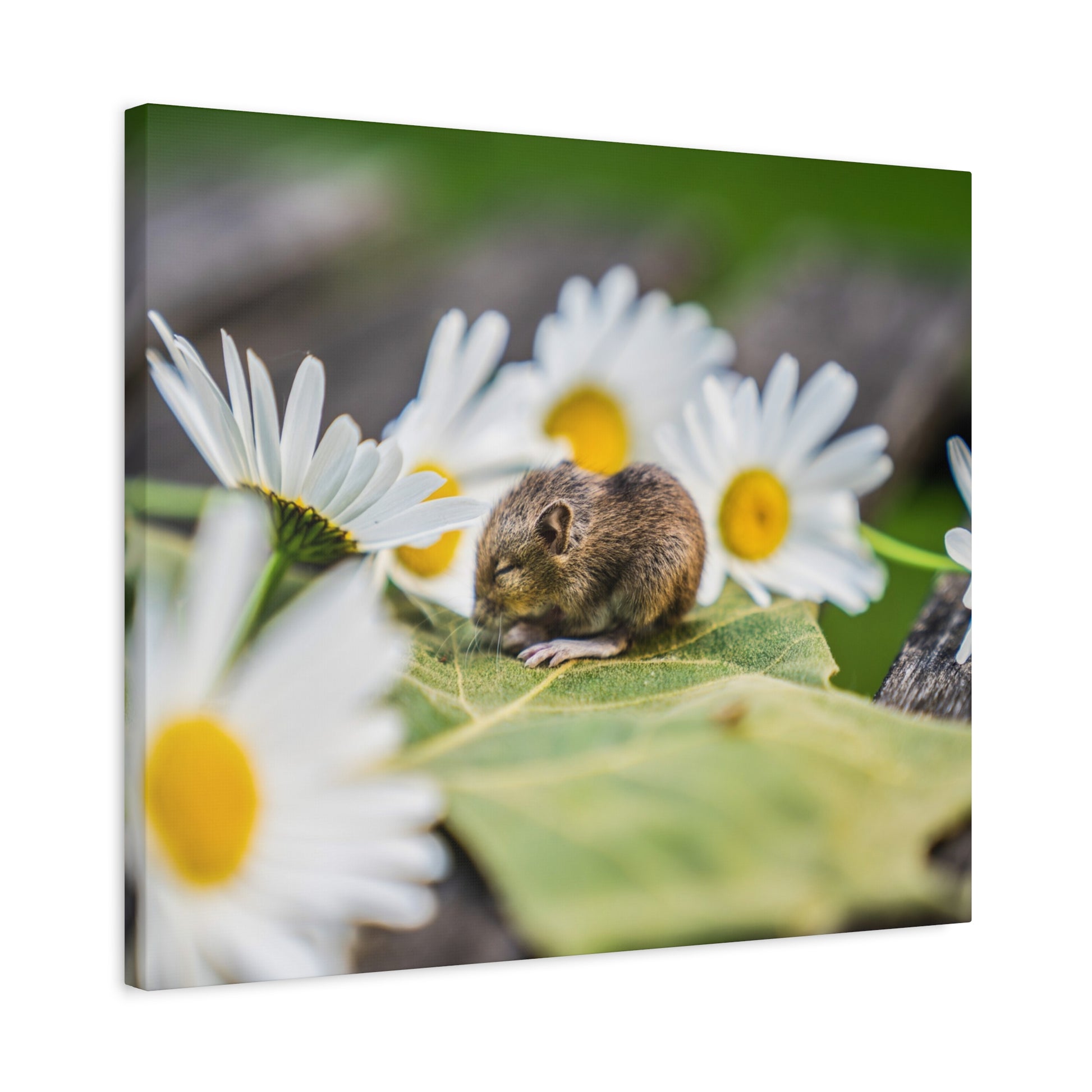 A small brown mouse sleeps curled on a green leaf amid white daisies with yellow centers.