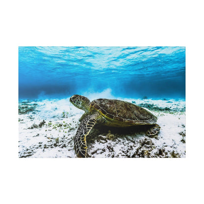 Sea turtle with a patterned shell resting on a sandy ocean floor under clear blue water.