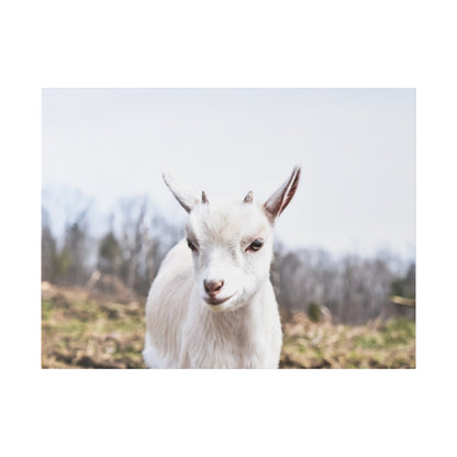 White goat with small horns facing the camera in a grassy field with bare trees in the background.
