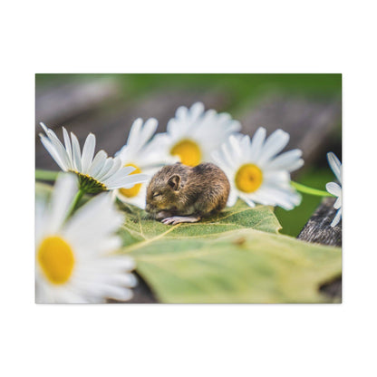 A tiny brown mouse rests on a green leaf surrounded by white daisies with yellow centers.