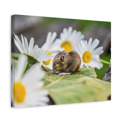 A tiny brown mouse rests on a green leaf among white daisies with yellow centers.