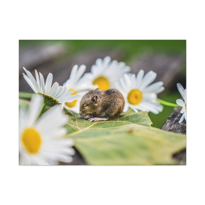 A tiny brown mouse sits curled on a green leaf among white daisies with yellow centers.