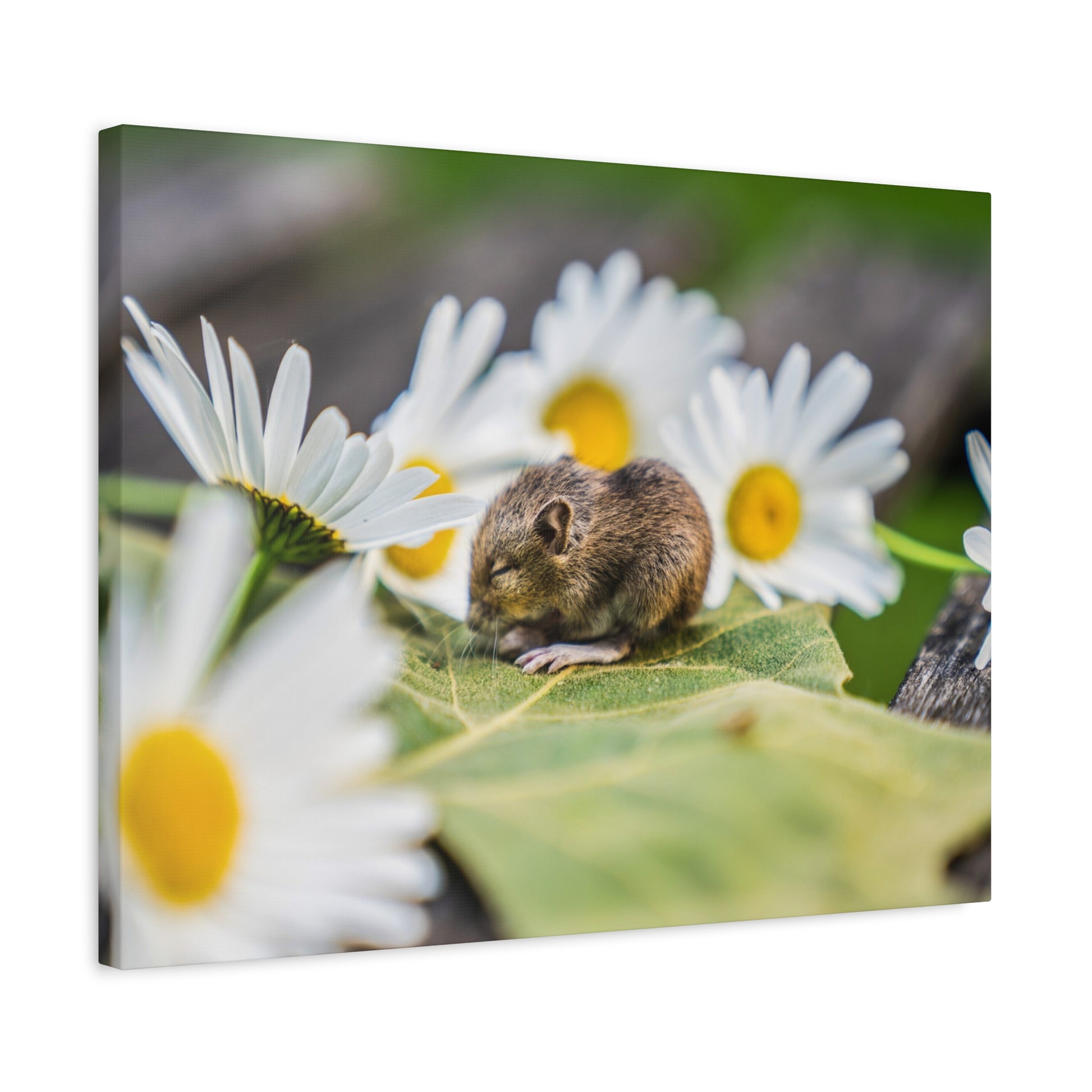 A tiny brown mouse sits on a green leaf among white daisies with yellow centers.