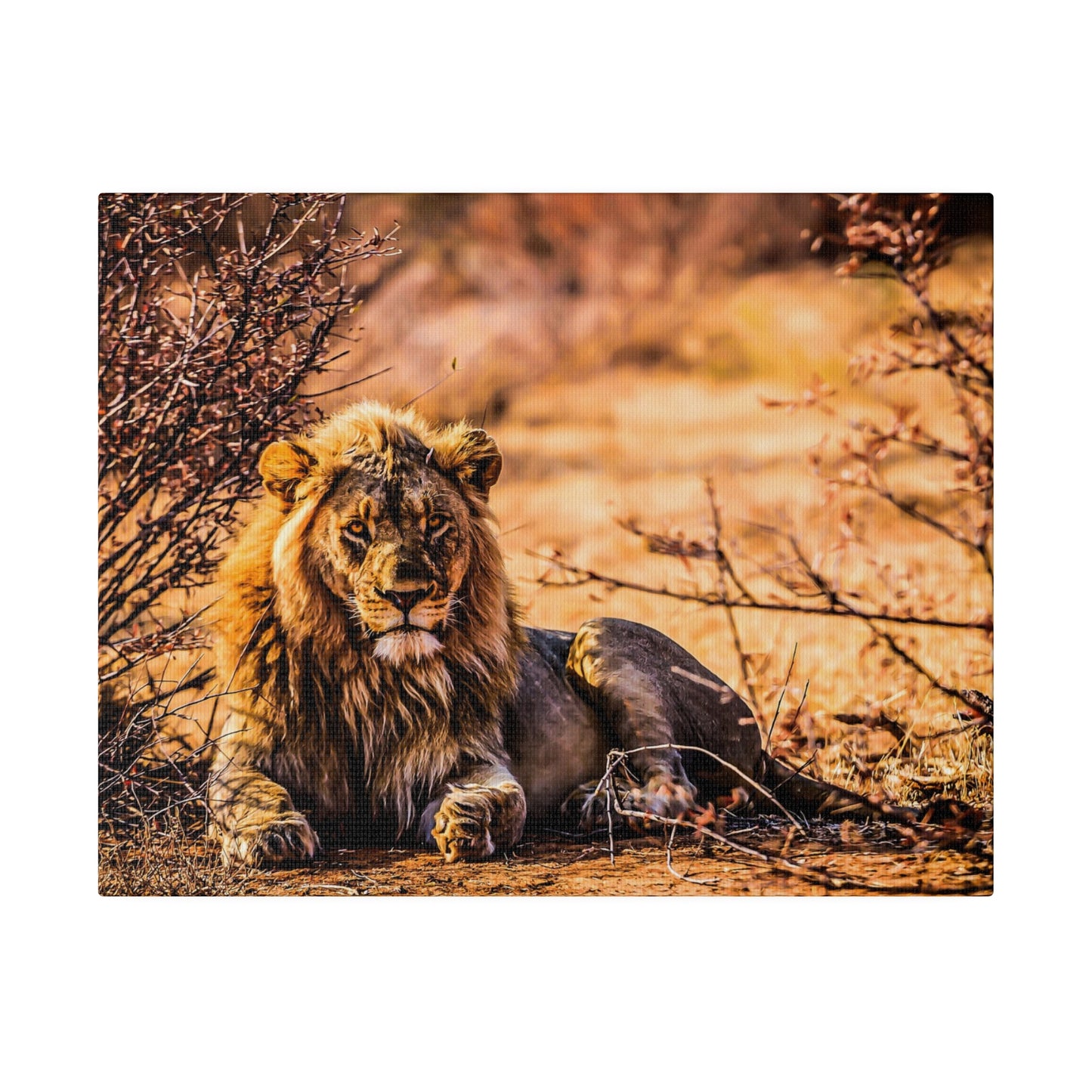 A sunlit lion resting in the savannah, surrounded by dry bushes. The warm sunlight enhances the lion's impressive mane and serene expression.