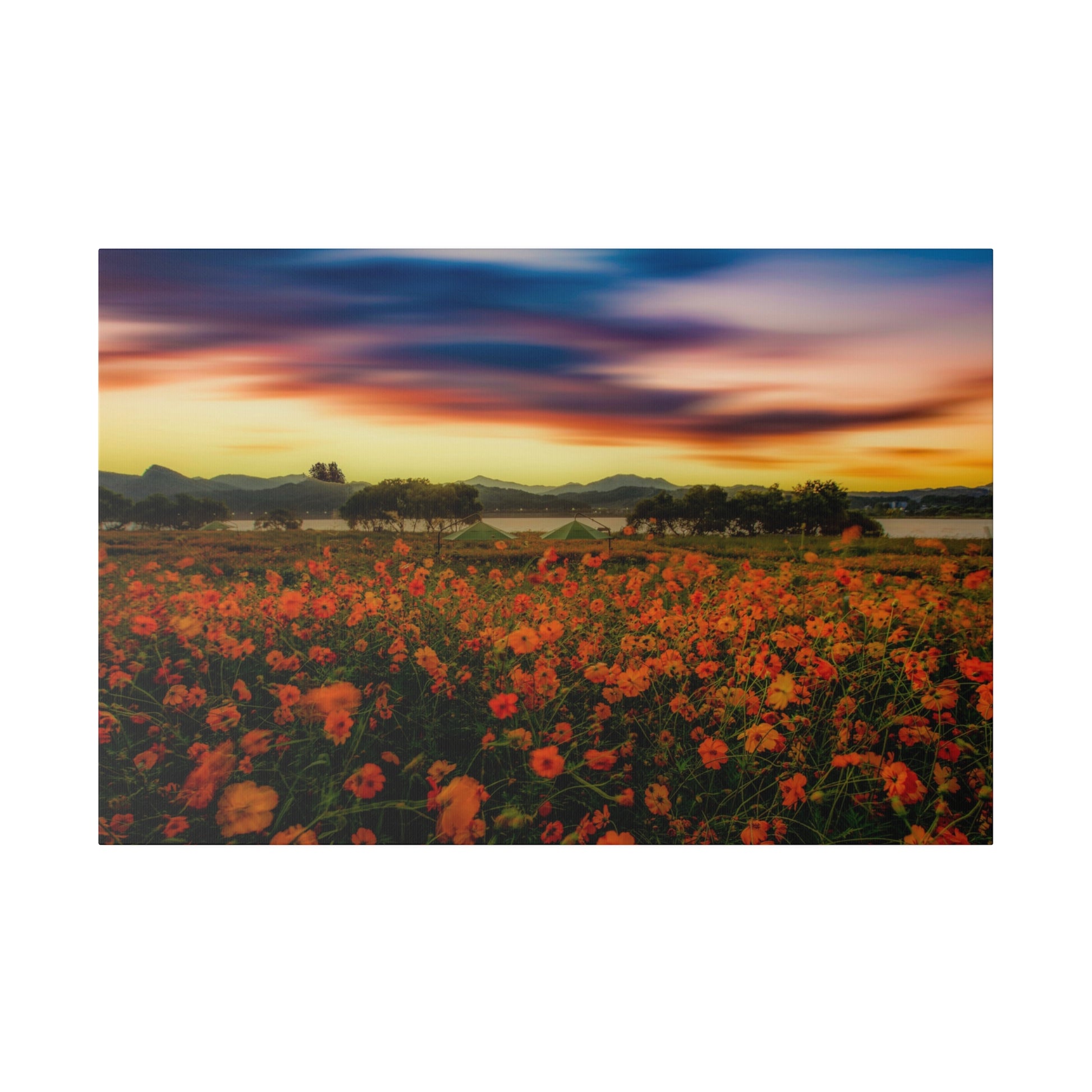 Field of orange flowers under a colorful sunset sky with distant mountains and a few tents on the horizon.