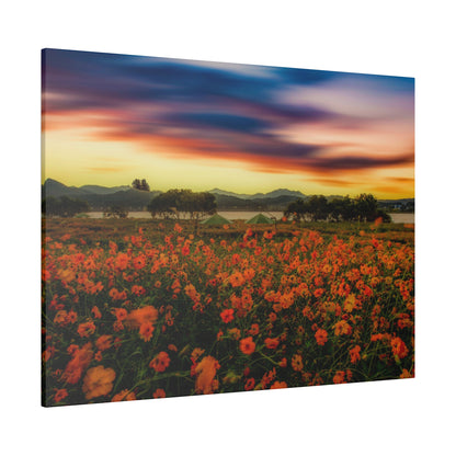 Field of orange wildflowers with distant trees and green tents beneath a colorful sunset sky.