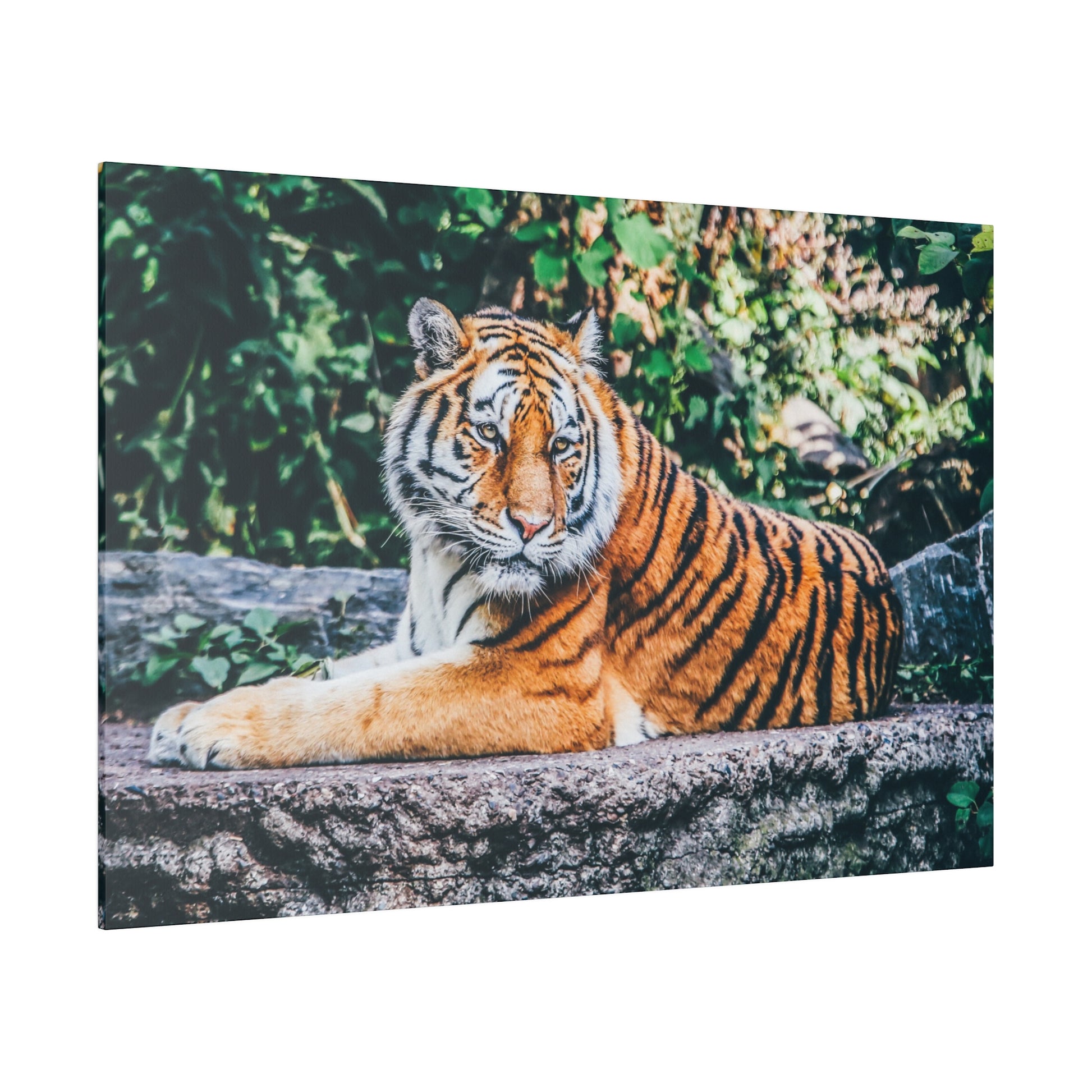 Tiger laying down on a rock, canvas print