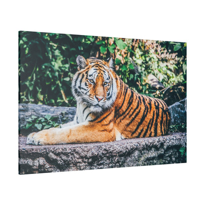 Tiger resting on a rocky ledge with orange fur and black stripes, surrounded by green foliage; canvas print.