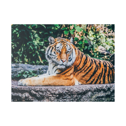 Tiger with orange fur and black stripes lying on a stone ledge outdoors, surrounded by greenery.