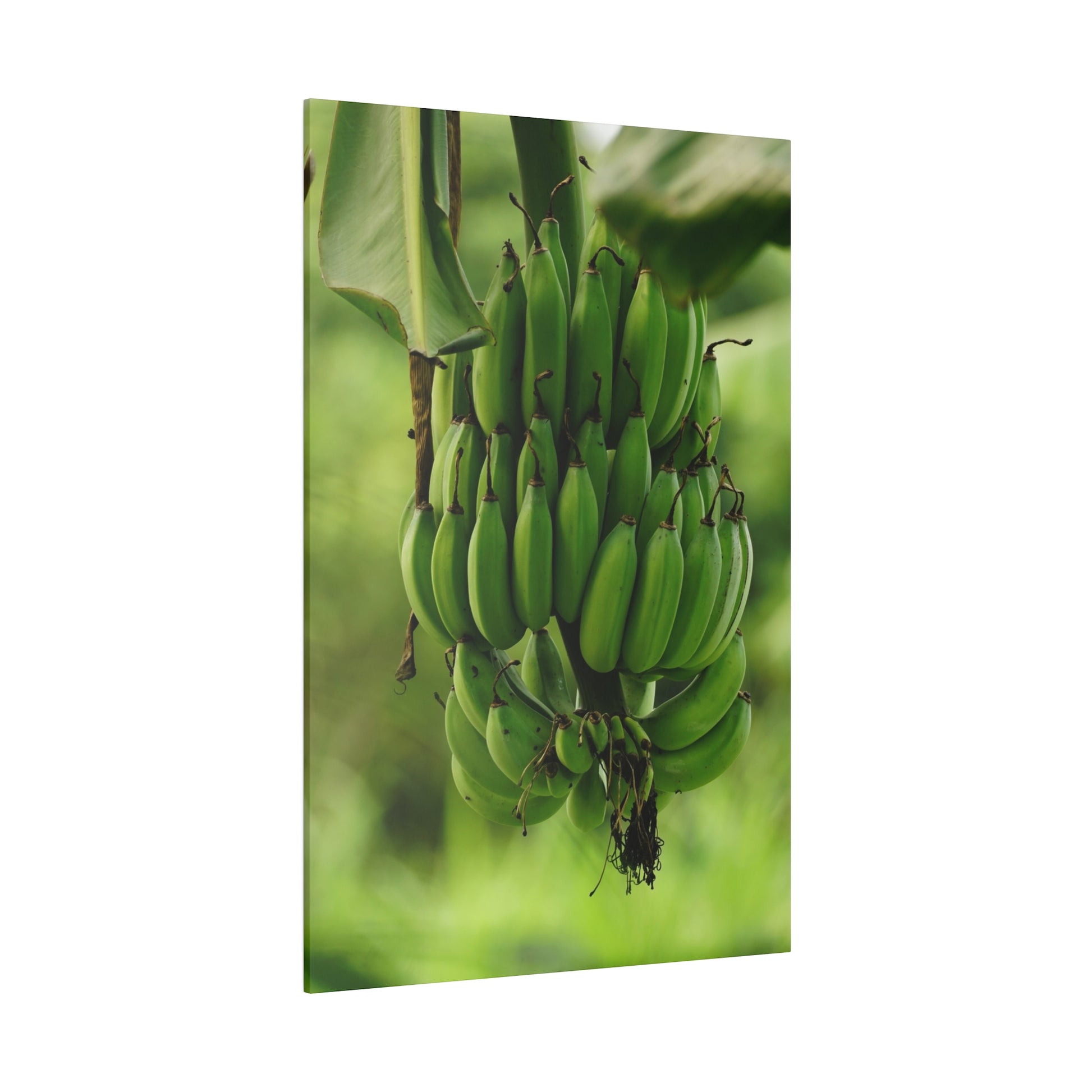 Large vertical photo of a green banana bunch with unripe bananas hanging from a stalk.