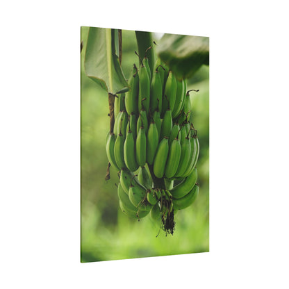 Large vertical photo of a green banana bunch with unripe bananas hanging from a stalk.