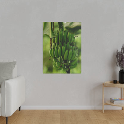 Vertical wall art print of a green banana bunch on a plant.