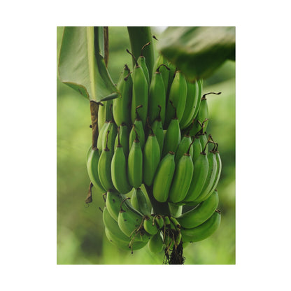 A bunch of green bananas hanging from a banana plant with broad green leaves.
