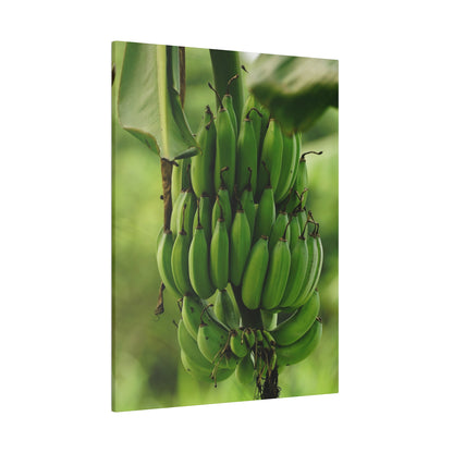 Large cluster of unripe green bananas hanging from a banana plant with green foliage in the blurred background.