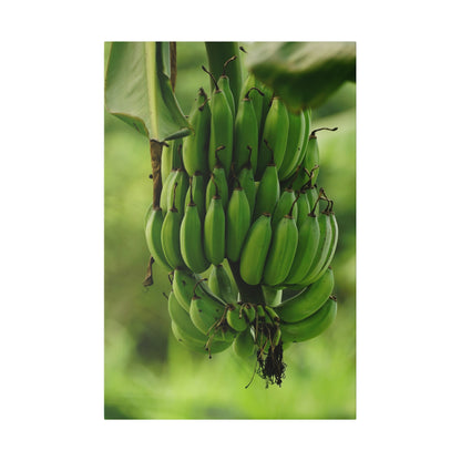 Large cluster of unripe green bananas hanging from a banana plant with green foliage in the background.