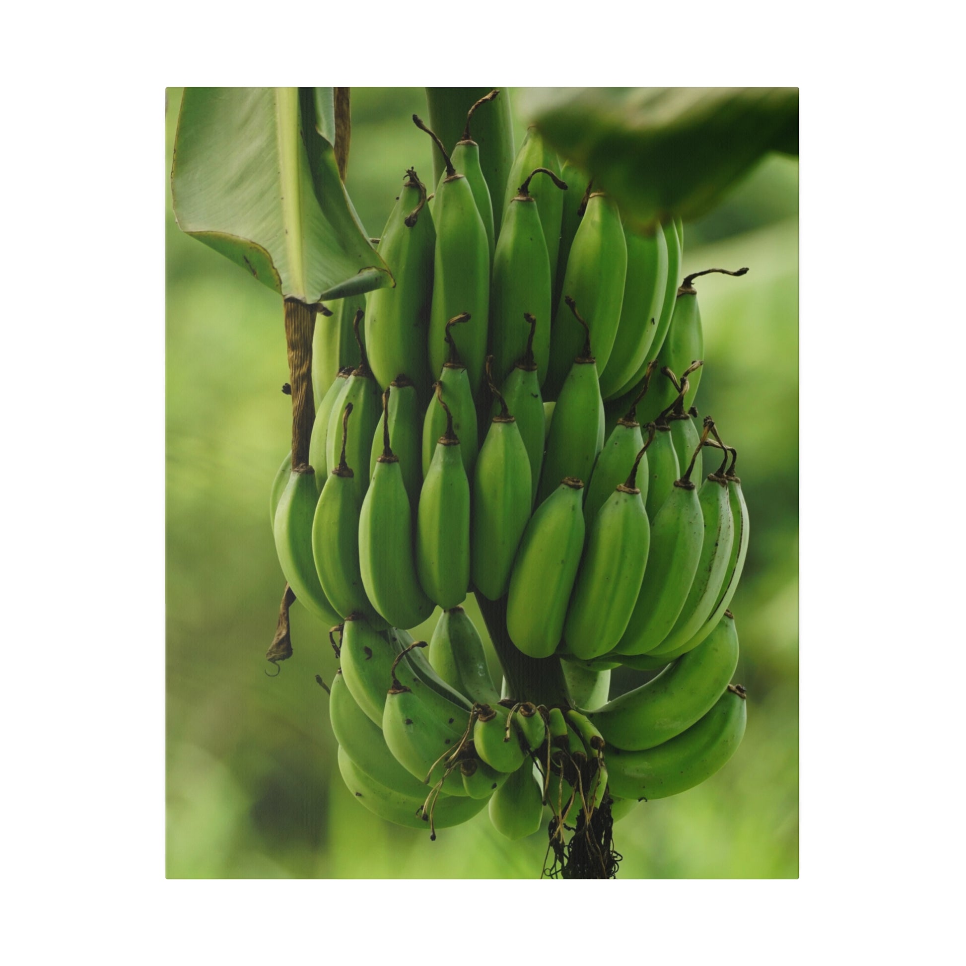 A large cluster of unripe green bananas hanging from a banana plant with broad leaves.