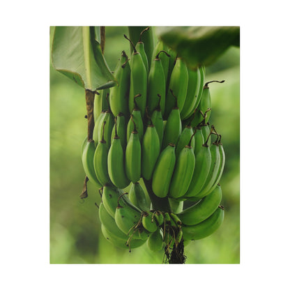 A large cluster of unripe green bananas hanging from a banana plant with broad leaves.