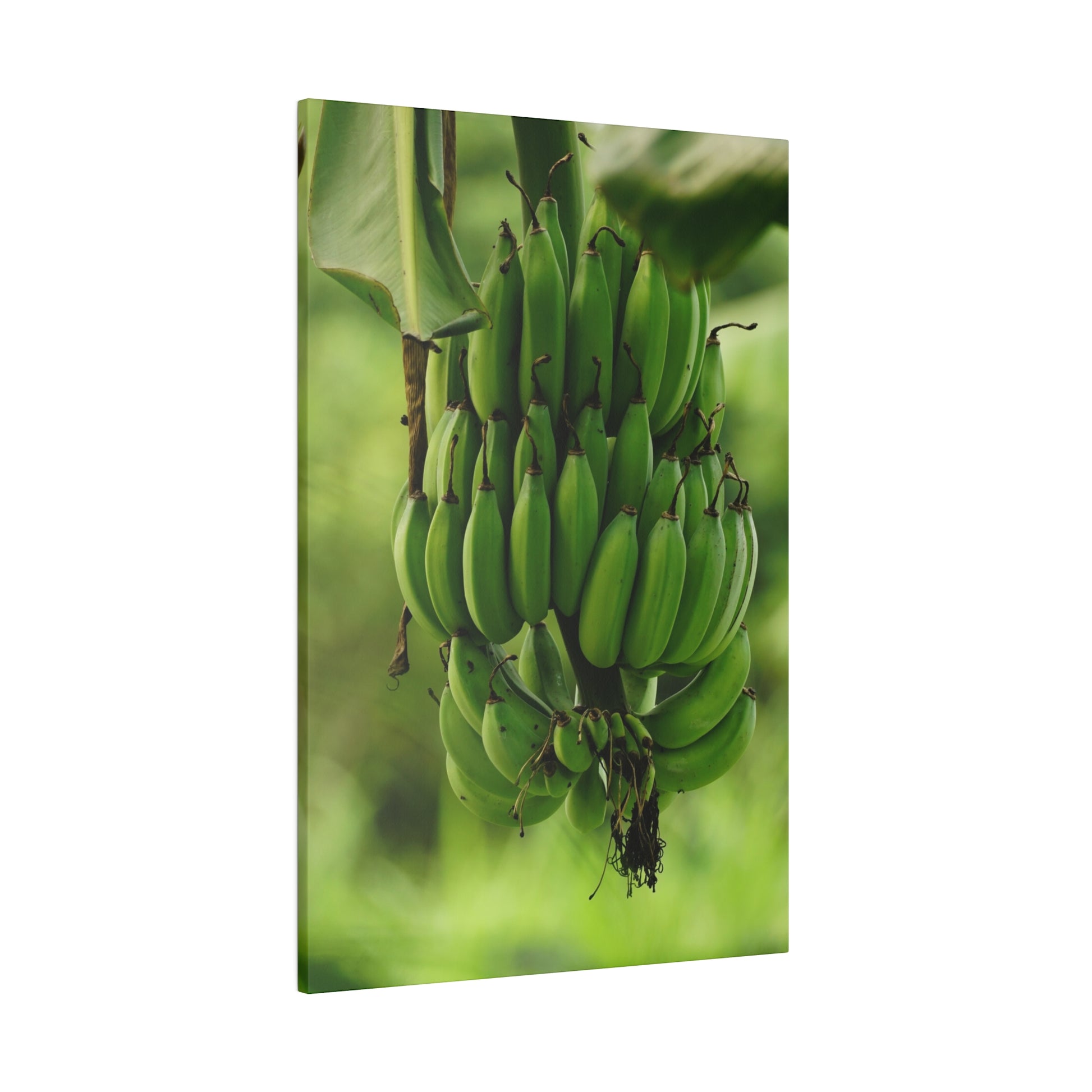 Large cluster of green bananas hanging from a banana plant with a green, blurred background.