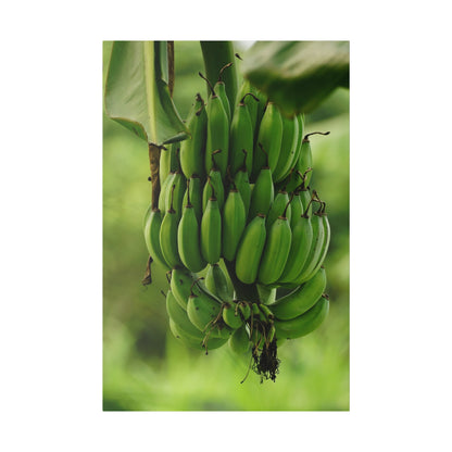 A large bunch of green bananas hanging from a banana plant with a blurred green background.